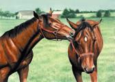 Standardbred, Equine Art - The Halter Shredding Game